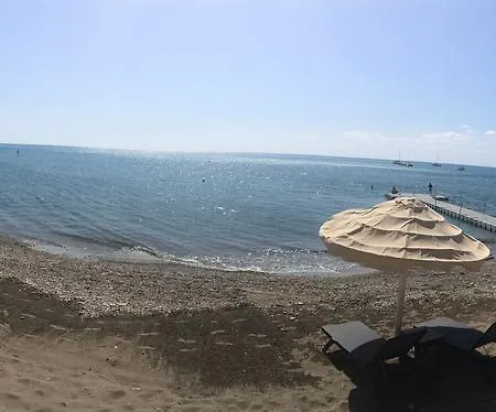 Mimosa Pissouri
