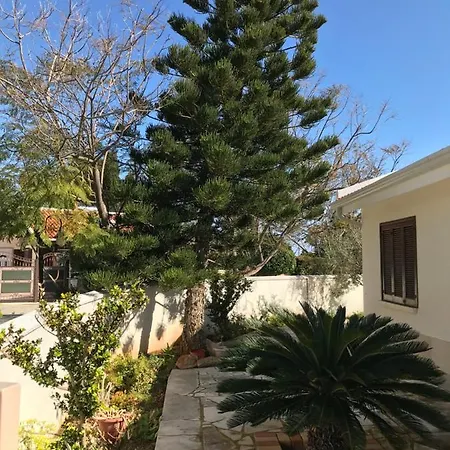 Mimosa Pissouri
