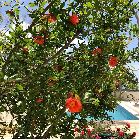 Mimosa Pissouri